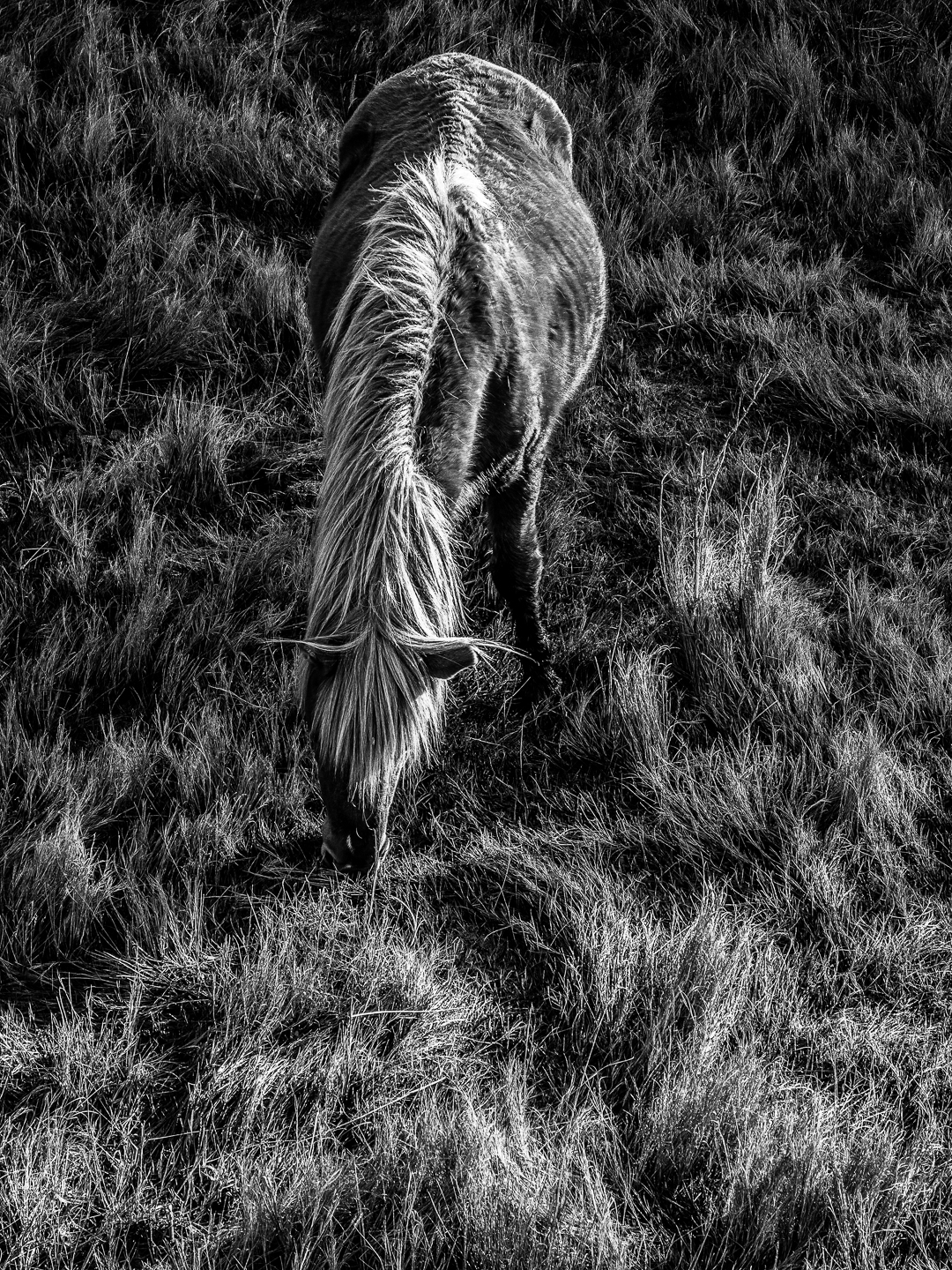 3rd PrizeOpen Mono In Class 3 By Edward Crawford For Grazing At Sunrise NOV-2021.jpg
